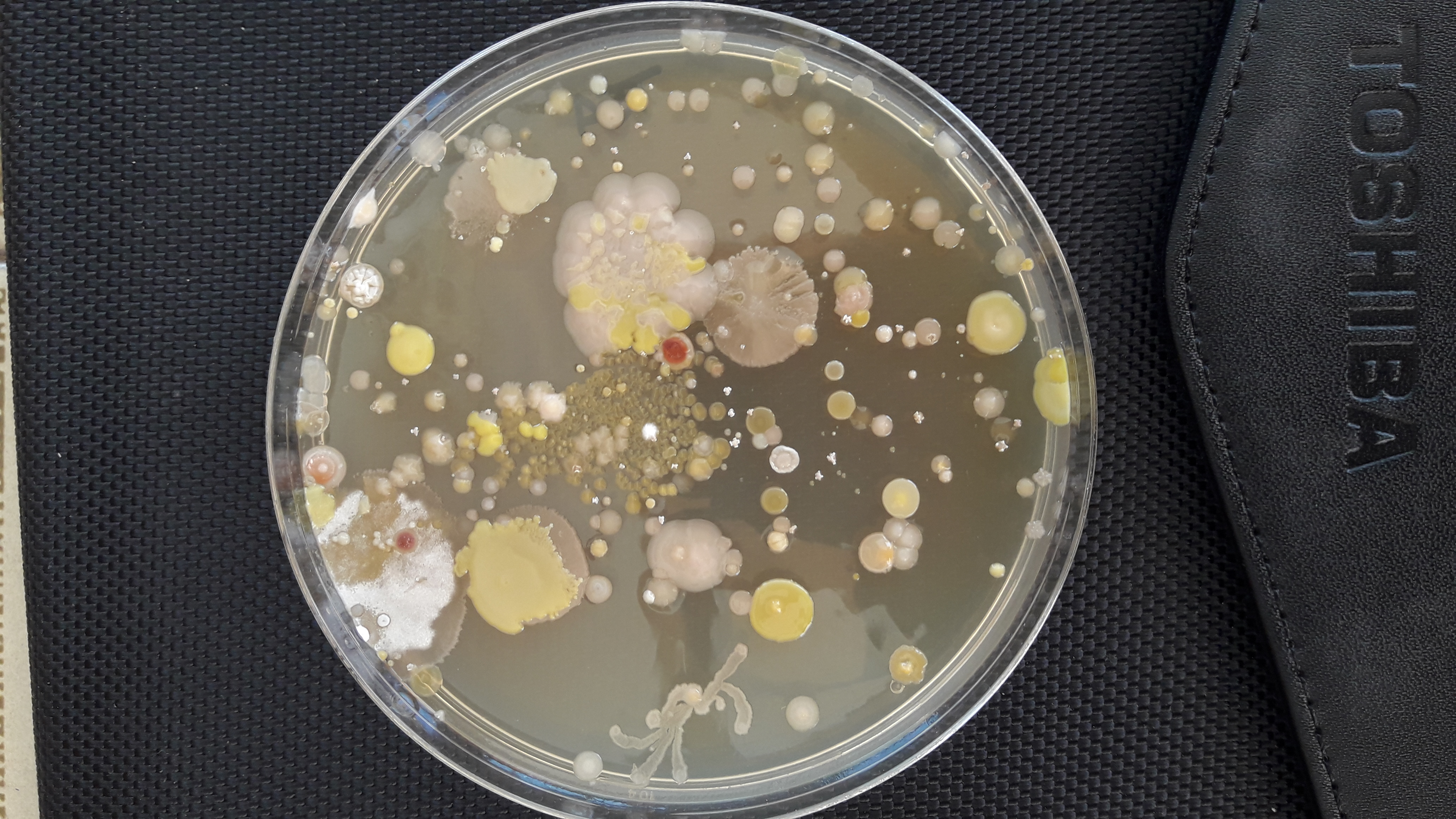 Diversitat de colònies microbianes cultivades a partir d’una mostra de sòl.