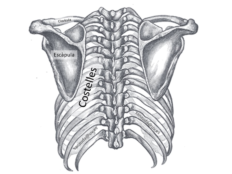 Vista posterior de la cintura escapular i les costelles, sobre una imatge en blanc i negre de domini públic de l'Anatomia de Gray