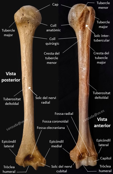 Dos fotografies de vistes de l'húmer, una anterior i una posterior, retolades amb totes les estructures importants