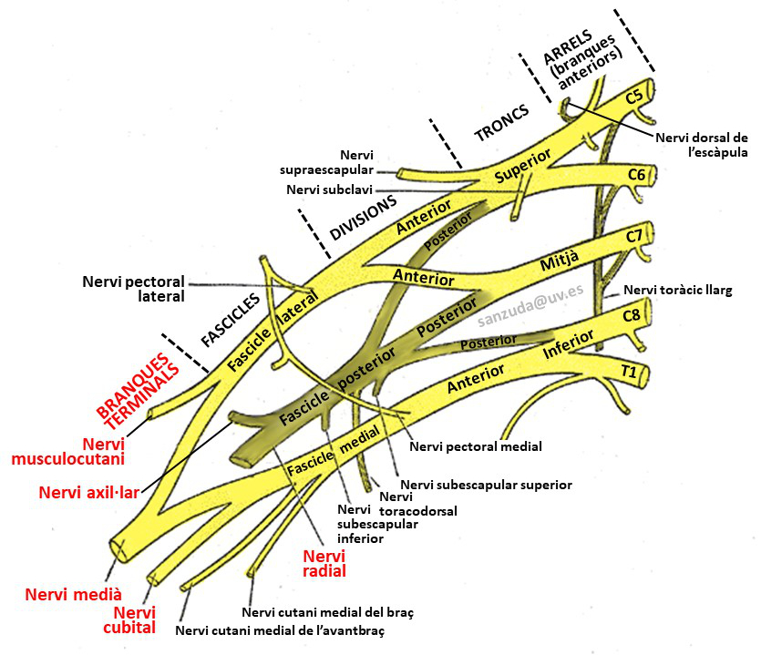 Esquema del plexe braquial