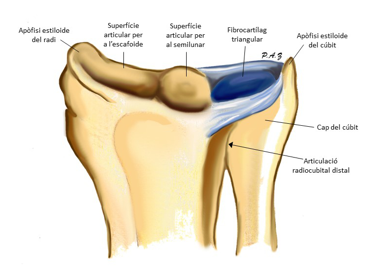 Il·lustració de les extremitats distals de radi i cúbit, amb el fibrocartílag triangular