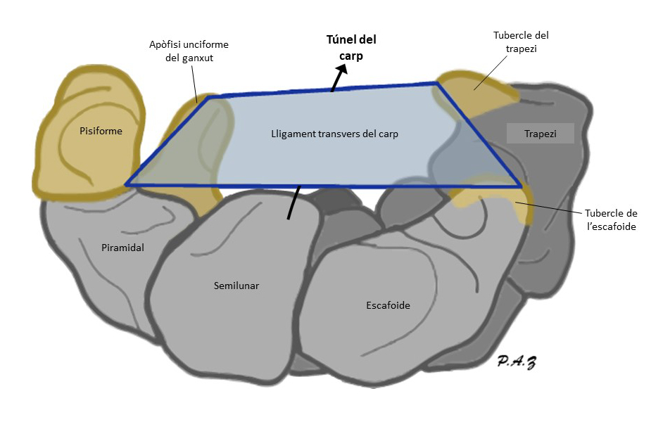  Il·lustració d'una secció transversal del túnel del carp