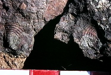 Ejemplares de Trimerus cf. acuminatus