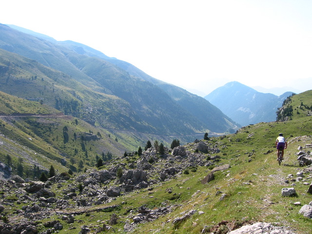 Pineta1