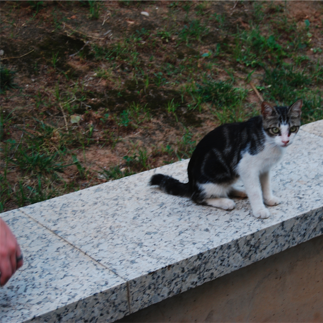 DSC_0239.JPG