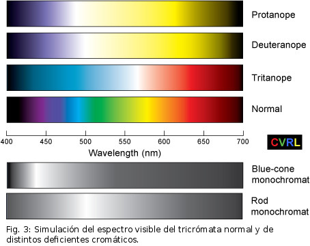 Fig. 3: Simulación del espectro visible del tricrómata normal y de distintos deficientes cromáticos.