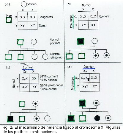 Fig. 2: El mecanismo de herencia ligado al cromosoma X. Algunas de las posibles combinaciones.