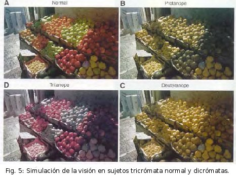 Fig. 5: Simulación de la visión en sujetos tricrómata normal y dicrómatas.