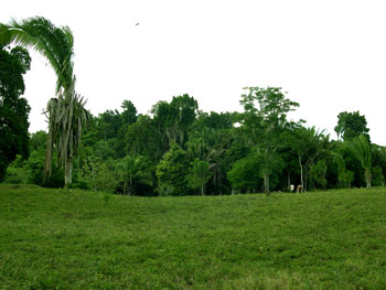 Vista al fondo de Bosque Residual (A). (Foto Cristina Vidal)