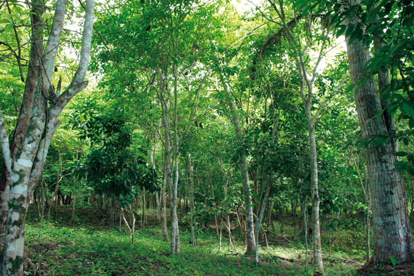 Vista interior del Guamil Alto (B). (Foto Mario Lara)