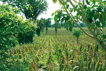 Vista de la zona de usos agrícolas (D). (Foto Mario Lara)