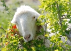 animals-1