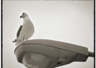animals-10