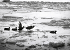 animals-2