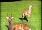 animals-7