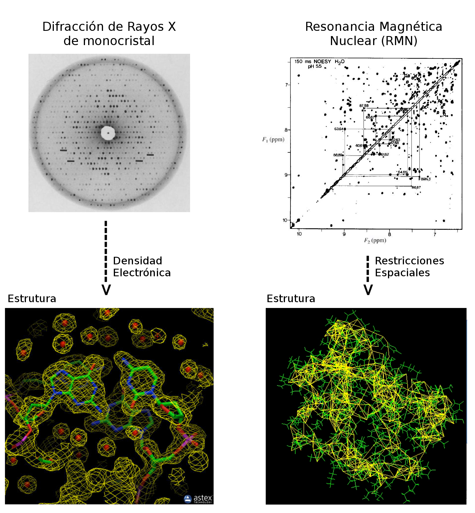 Métodos de Determinación Experimental de Estructuras de Proteínas