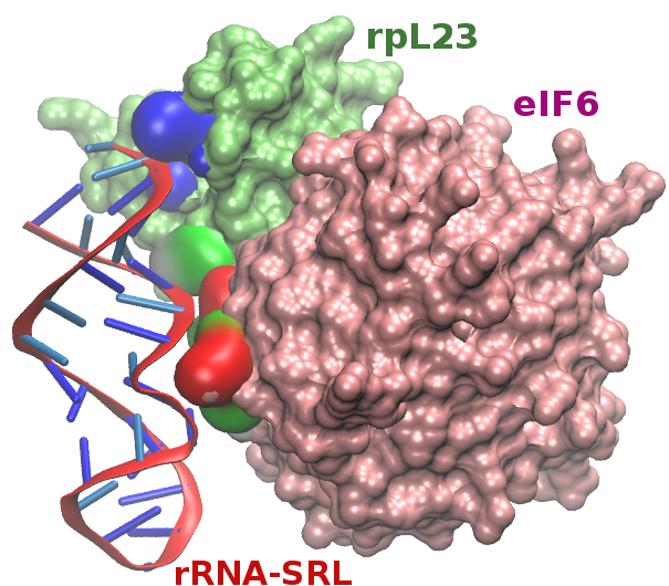 eIF6-rRNA sarcin-ricin loop complex
