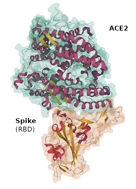 eIF6-rRNA sarcin-ricin loop complex