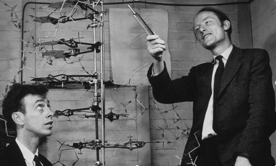 Il·lustració 1. Watson i Crick mostren el seu model tridimensional de la molècula d'ADN.