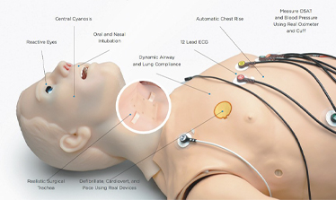 Simulador maniquí S3201 HAL Gaumard, Cardiocompresor Corpuls RCP