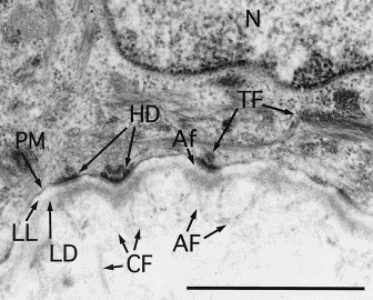 Ishiko A. Electron mycroscopy in diagnosis of autoimmune bullous disordes. Clinics in Dermatol 2001, 19:631