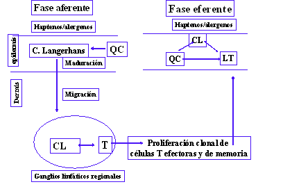 Resumen de la de dermatitis de contacto