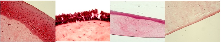 DermoEnsayos TES: Testing Efficacy and Safety DermoEnsayos TES: Testing Efficacy and Safety