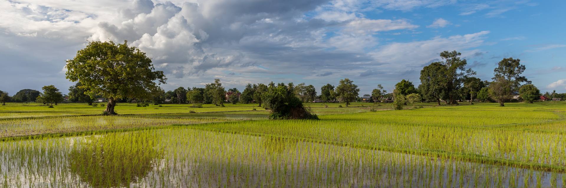 Campos de arroz inundados reflejando el cielo, con arbolado al fondo
