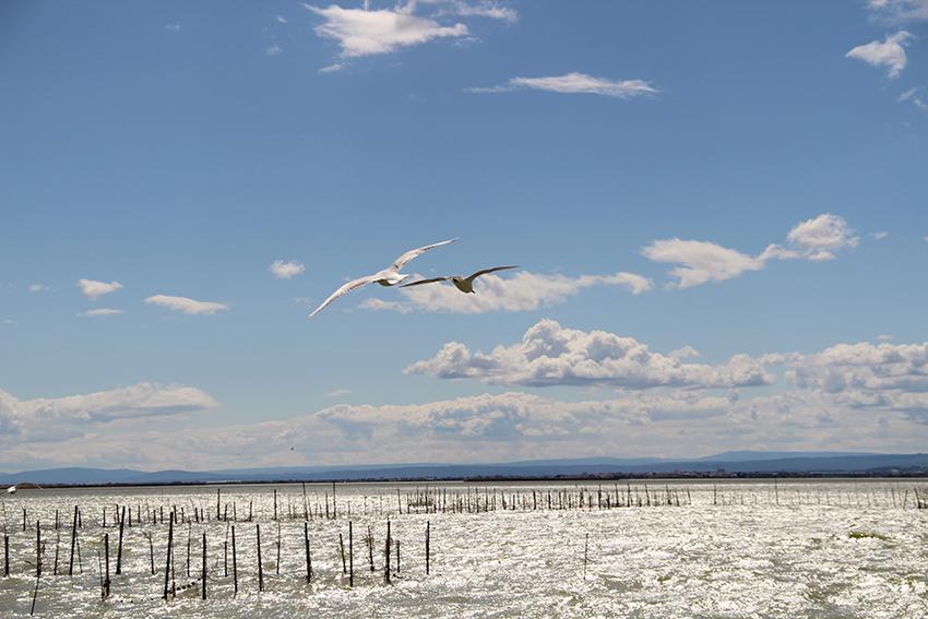 Albufera