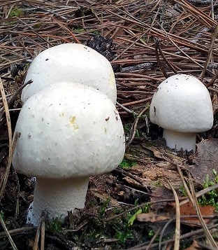 Agaricus Campestris