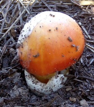 Amanita Caesaria