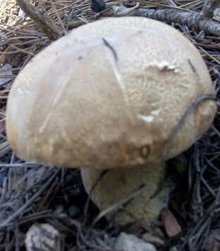Boletus aestivalis