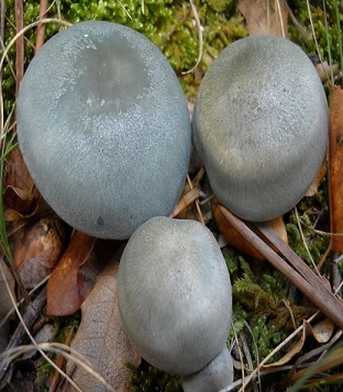 Lepista Nuda