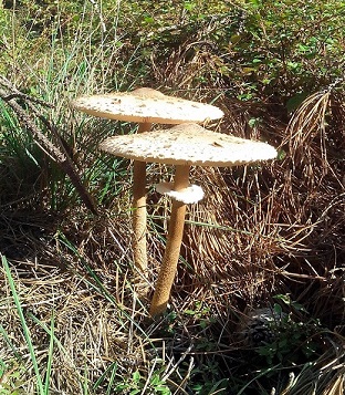 Macrolepiota Procera