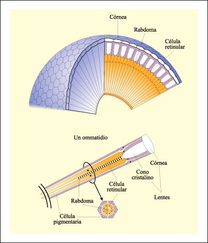 La visión de los insectos