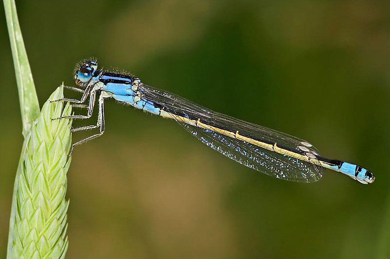 Ángulo de contacto: piel humana - Fig. 4b .Libélula de cola azul (Ischnura elegans)