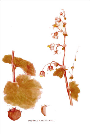 Grabado de la begonia, del libro de Balmis (1794)