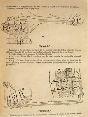 PSantiago Ramn y Cajal, Comunicacin acerca de la significacin fisiolgica de las expansiones protoplasmticas y nerviosas de las clulas de la sustancia gris, 1894