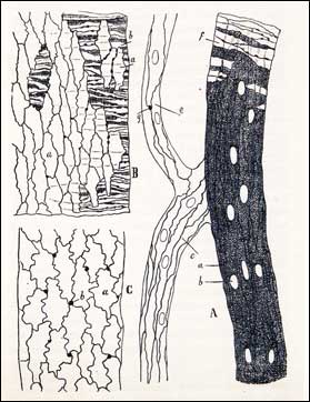 Grabados relativos al tejido epitelial del 'Manual de histologa' de Cajal