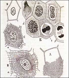 Grabados relativos al tejido epitelial del 'Manual de histología' de Cajal