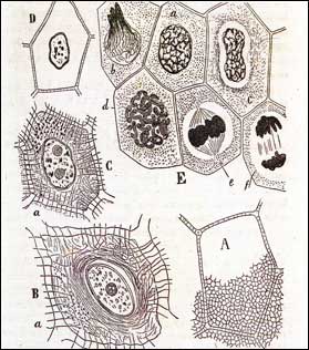 Grabados relativos al tejido epitelial del 'Manual de histologa' de Cajal