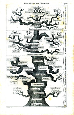 Árbol filogenético del hombre. Lámina de Ernst Haeckel