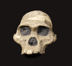 Plesianthropus (STS 5, Broom, 1974). Australopithecus africanus