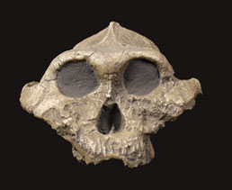 Paranthropus robustus, Broom, 1930. Australopithecus africanus