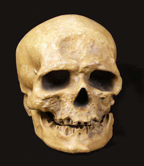 Cro-Magnon, 1868. Homo sapiens, Linneo,1758