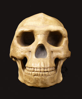 Homo erectus, Dubois, 1892