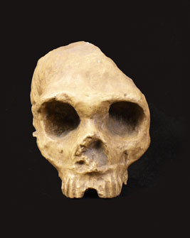 Homo neanderthalensis, King, 1864