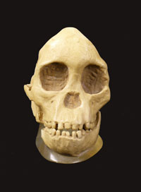 Niño de Taung, 1924. Australopithecus africanus