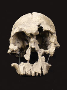 Homo habilis, Leakey, Tobias y Naper, 1964