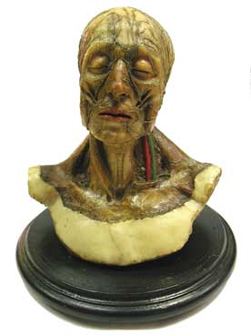 Cabeza anatmica de cera, modelo que procede del Museo Anatmico de la Facultad de Medicina de Valencia